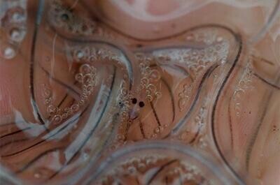 LIVE GLASS EELS (Anguilla Rostrata) for Sale