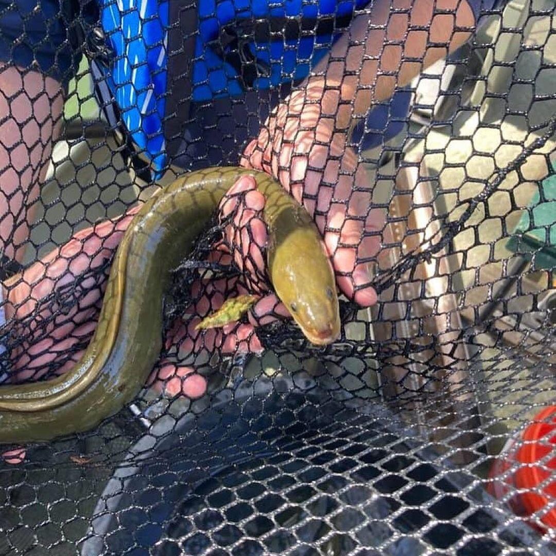 American Eel - Unagi Sushi for Sale 1 Tonne