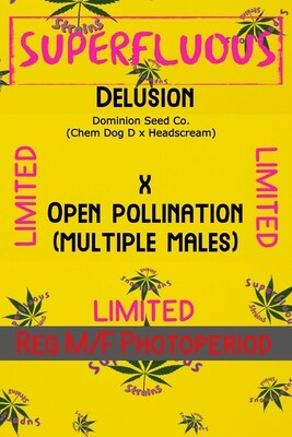 Delusion x Open Pollination 