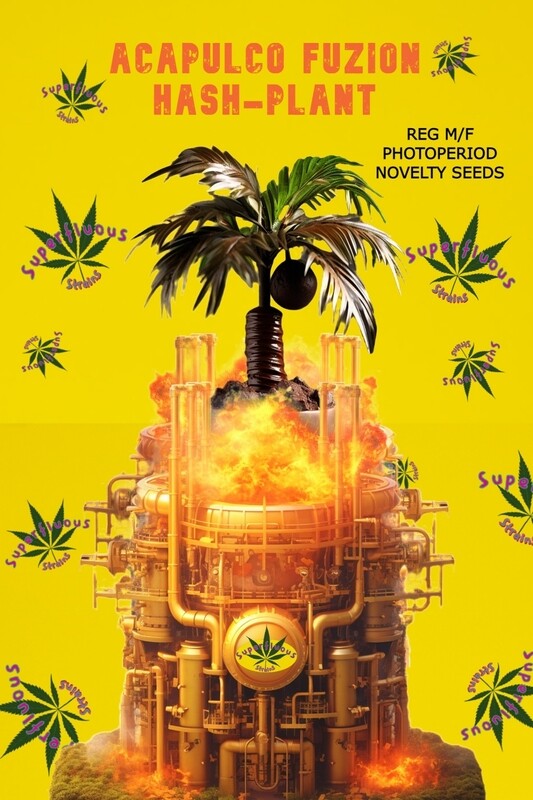 Acapuclo Fuzion Hashplant