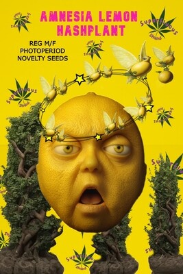 Amnesia Lemon Hashplant