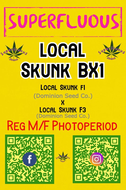 Local Skunk BX1