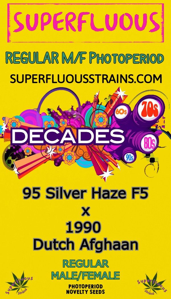 95 Silver Haze F5 x 1990 Dutch Afghaan