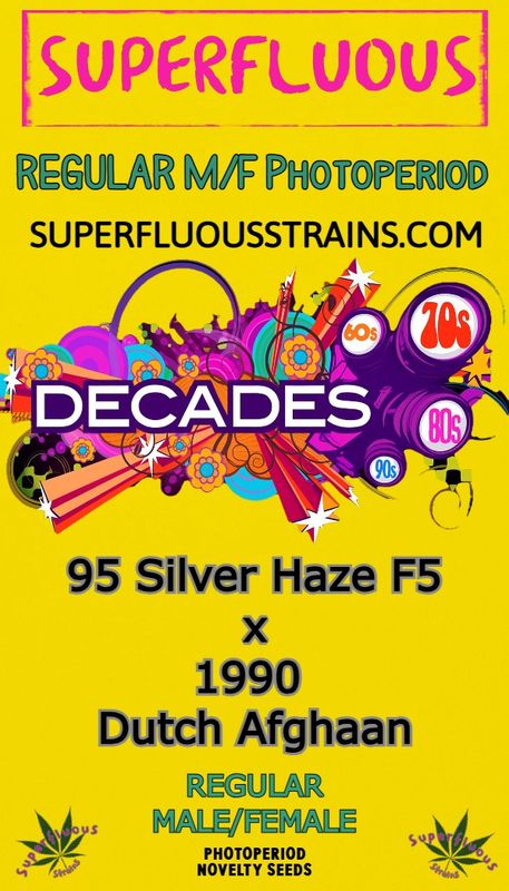 95 Silver Haze F5 x 1990 Dutch Afghaan