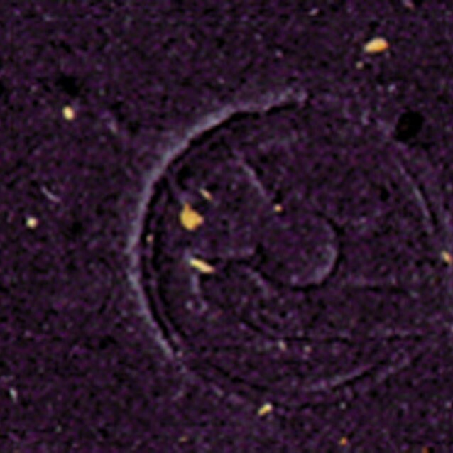 Cinelli Cork Ribbon Handlebar Tape Black