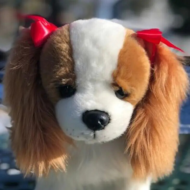 Cavalier King Charles Spaniel Ellie
