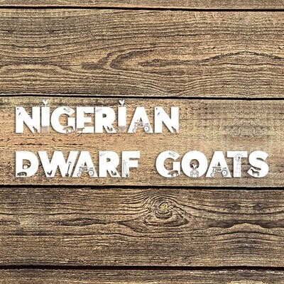 Nigerian Dwarf Goats