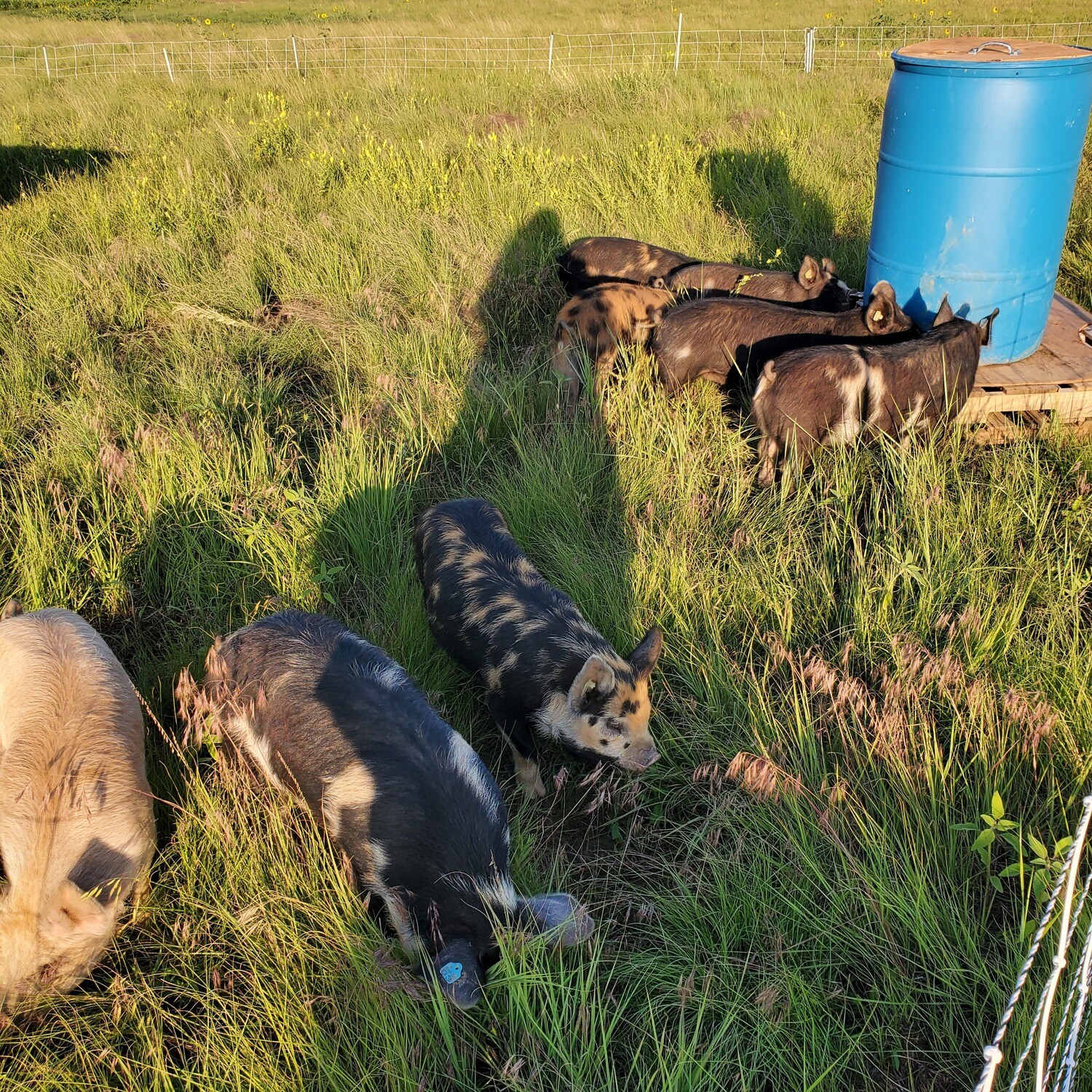 Pork Share (deposit) Pork Share (deposit)