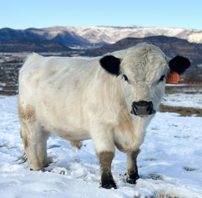 Mini British White Bull Frozen Semen Straws Mini British White Bull Frozen Semen Straws