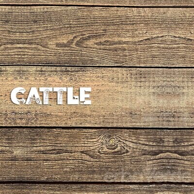 Cattle for Sale