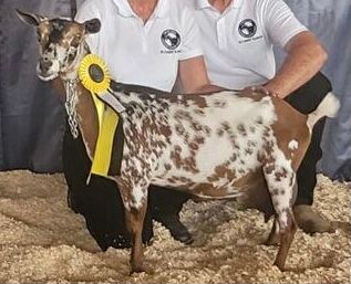 ADGA Nigerian Dwarf Goats ADGA Nigerian Dwarf Goats