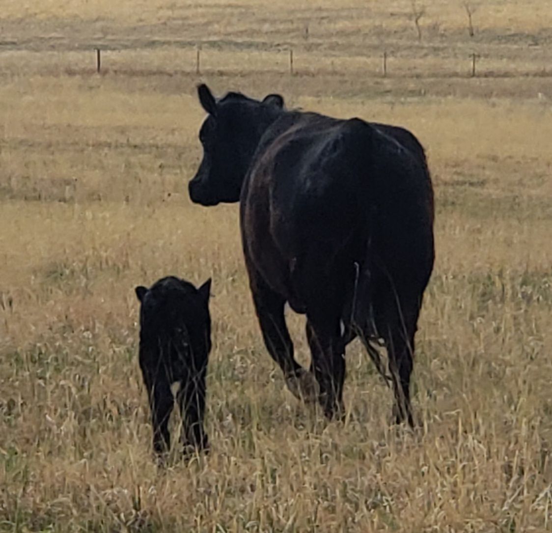 Beef Share (deposit) Beef Share (deposit)