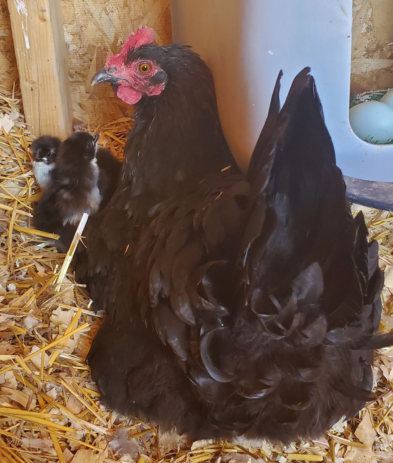 Hatched to order: Pullets or Cockerels Hatched to order: Pullets or Cockerels