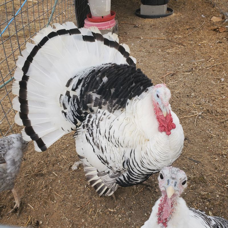 Heritage Turkey Poults Heritage Turkey Poults