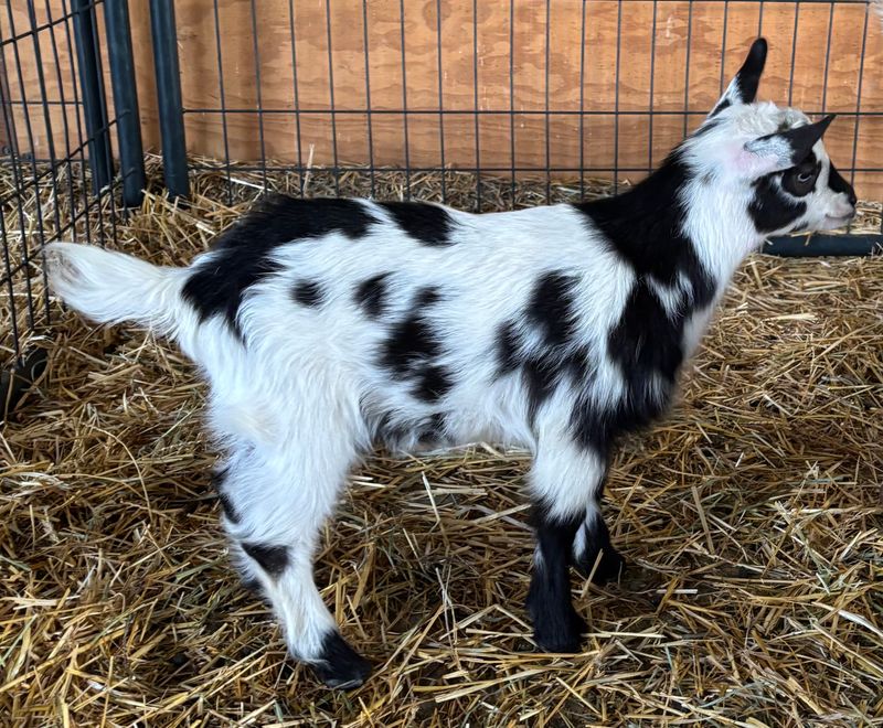 ADGA Nigerian Dwarf Goats