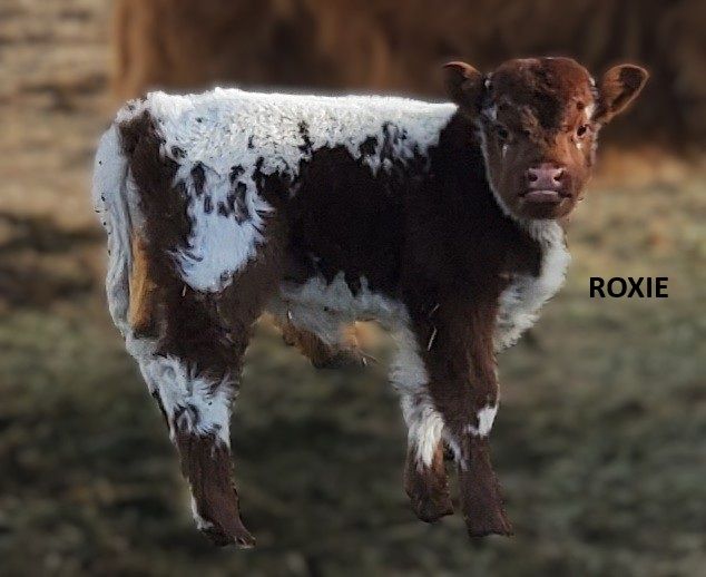 Miniature Cattle Miniature Cattle