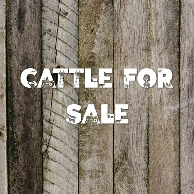 Cattle for Sale
