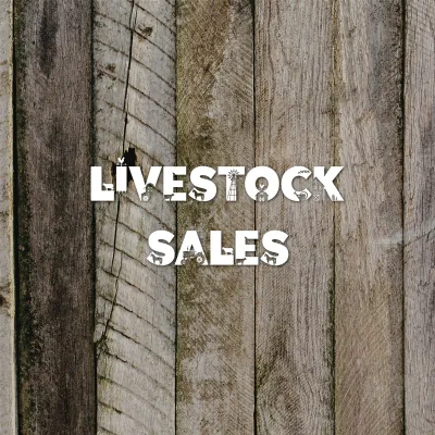 Livestock Sales