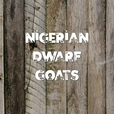 Nigerian Dwarf Goats