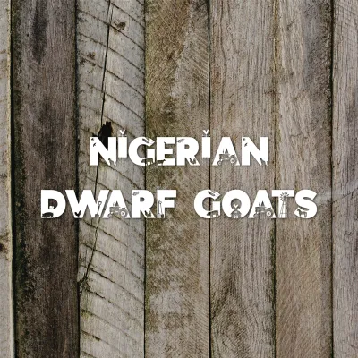 Nigerian Dwarf Goats
