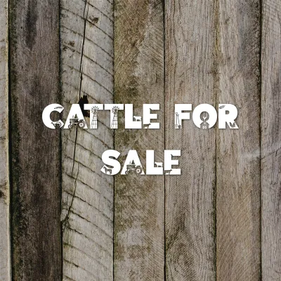 Cattle for Sale