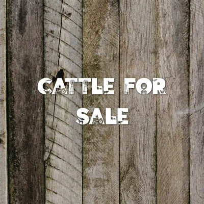 Cattle for Sale