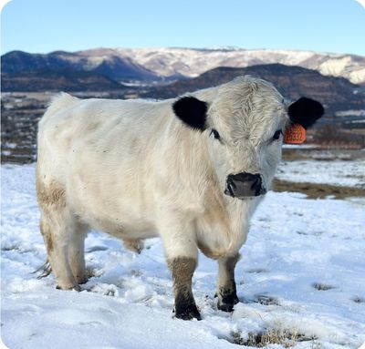 Mini White Park/White Dexter Semen Straws