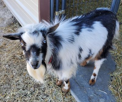 Natural Artisan Soaps