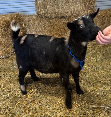 ADGA Nigerian Dwarf Goats