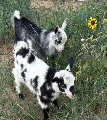 ADGA Nigerian Dwarf Goats