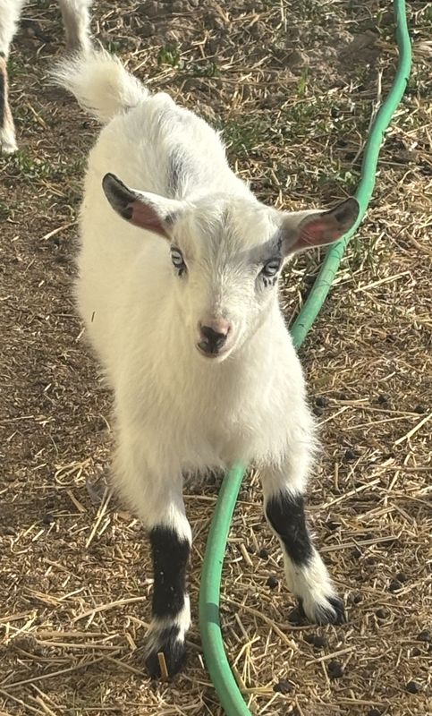 ADGA Nigerian Dwarf Goats