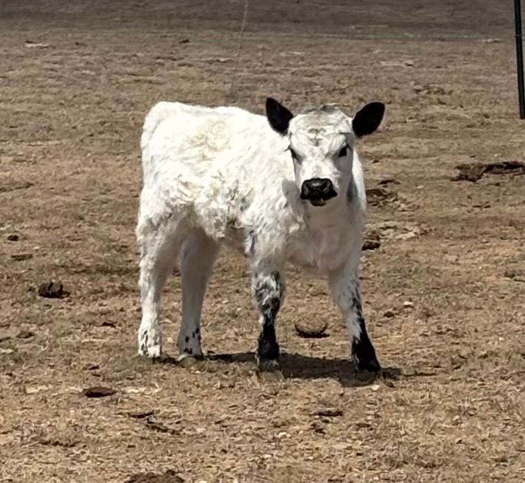 Highpark and Specklepark cattle Highpark and Specklepark cattle