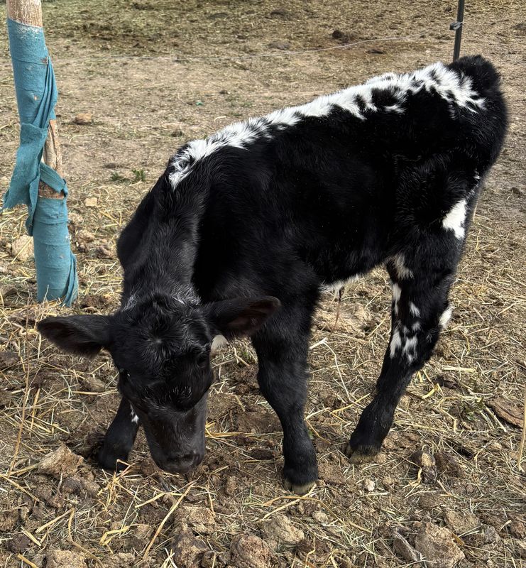 Highpark and Specklepark cattle