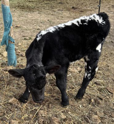 Highpark and Specklepark cattle