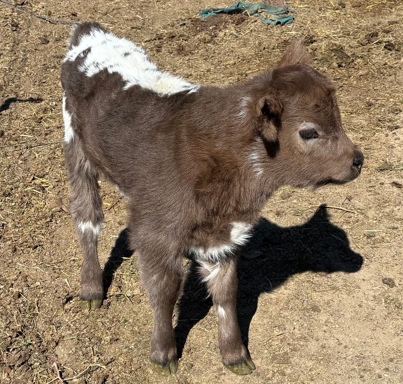 Cattle Available : HighParks & White Park x Angus cross