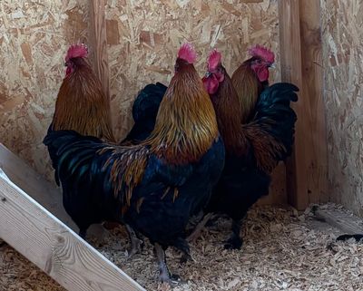 French Black Copper Maran | Chicks