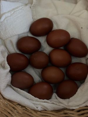 French Black Copper Maran | Chicks