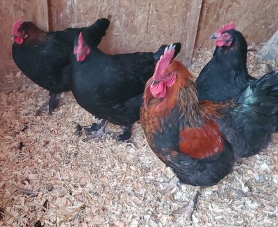 Farm Raised Chicken Pullets