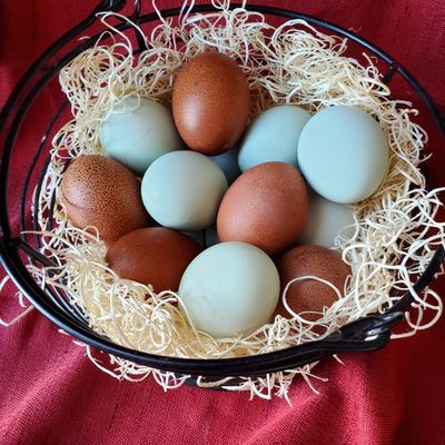 French Black Copper Maran CROSS | Chicks