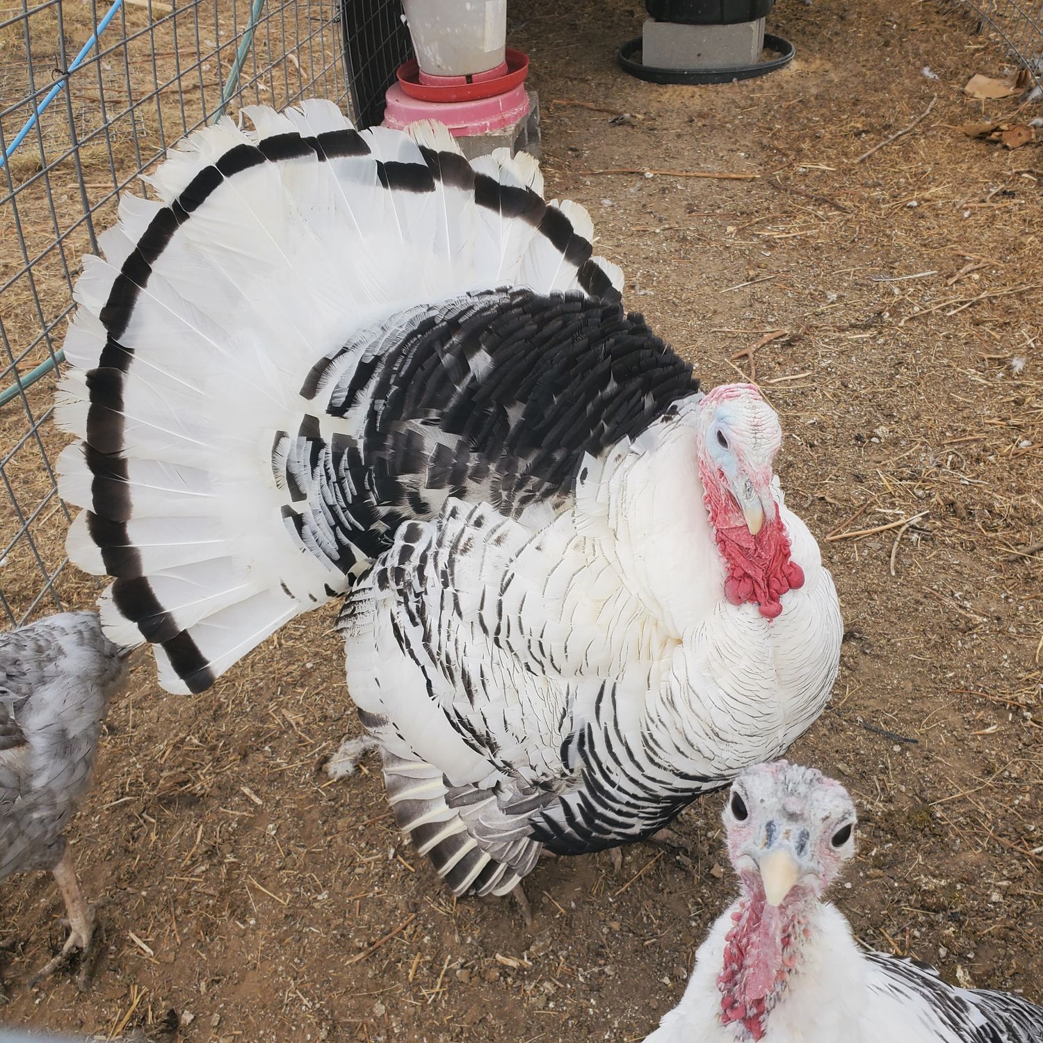 Heritage Turkeys