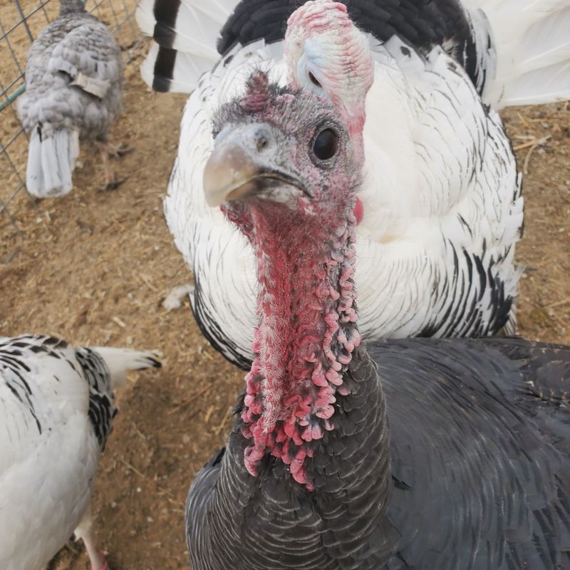 Heritage Turkeys