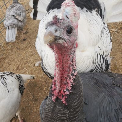 Heritage Turkeys
