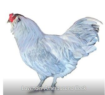 Purebred Lavender Ameraucana Cockerels – Local Pickup