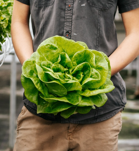 Butterhead Lettuce Butterhead Lettuce