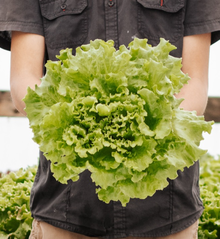 Greenleaf Lettuce Greenleaf Lettuce