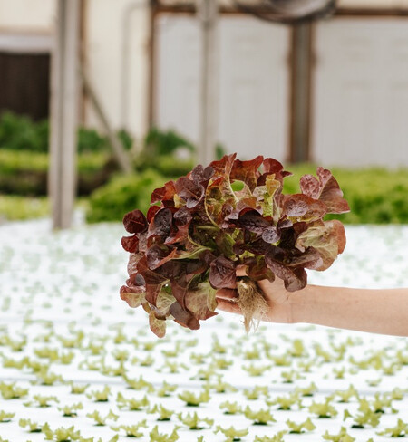Red Oak leaf Lettuce