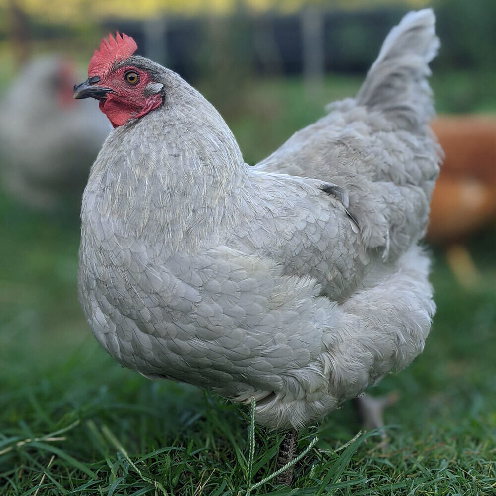 Lavender Orpingtons Chicks – Store – Green Pasture Farm & Hatchery