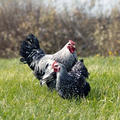Silver Laced Wyandotte Chicks - Females