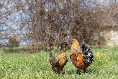 Easter Egger Day Old Chicks - Straight Run