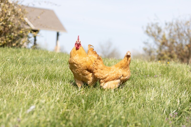 Buff Orpingtons Chicks - Females